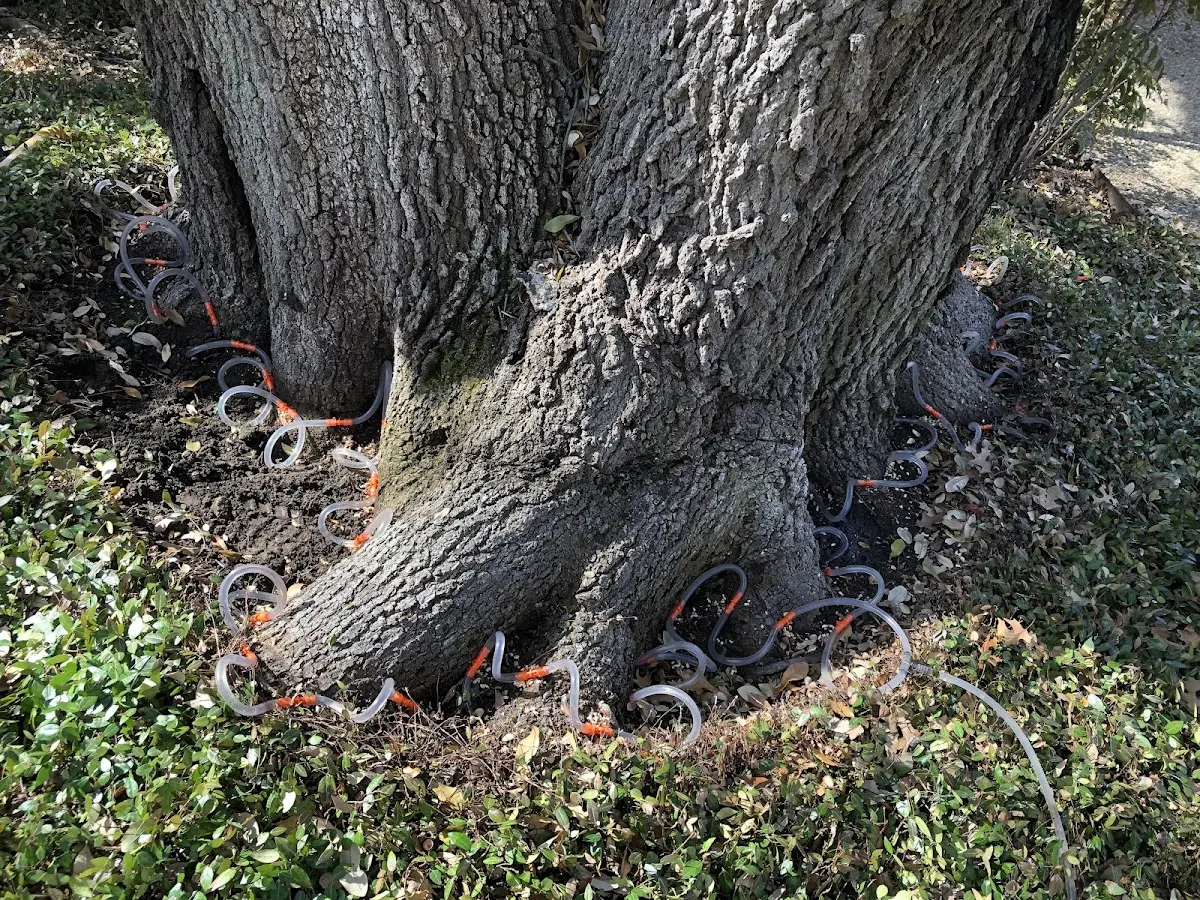 Detailed Tree Cabling and Bracing job site in Carmen